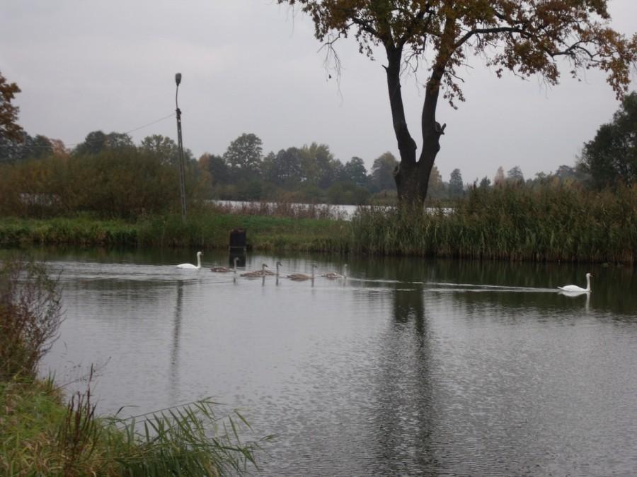 Rodzina łabądków:) Młode zmieniają piórka:)