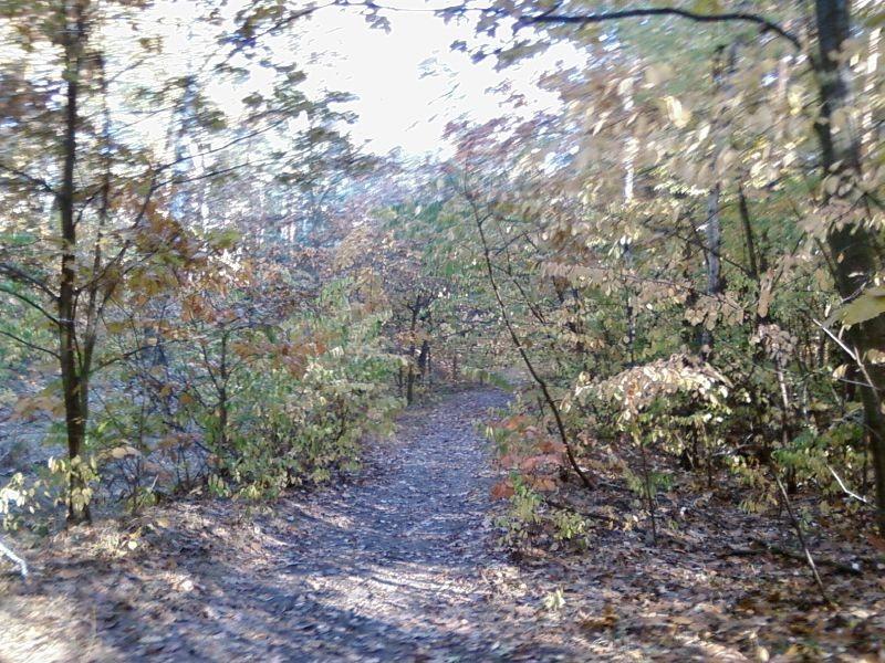 Las Okręglik