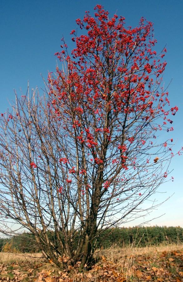 Słoneczna jesień