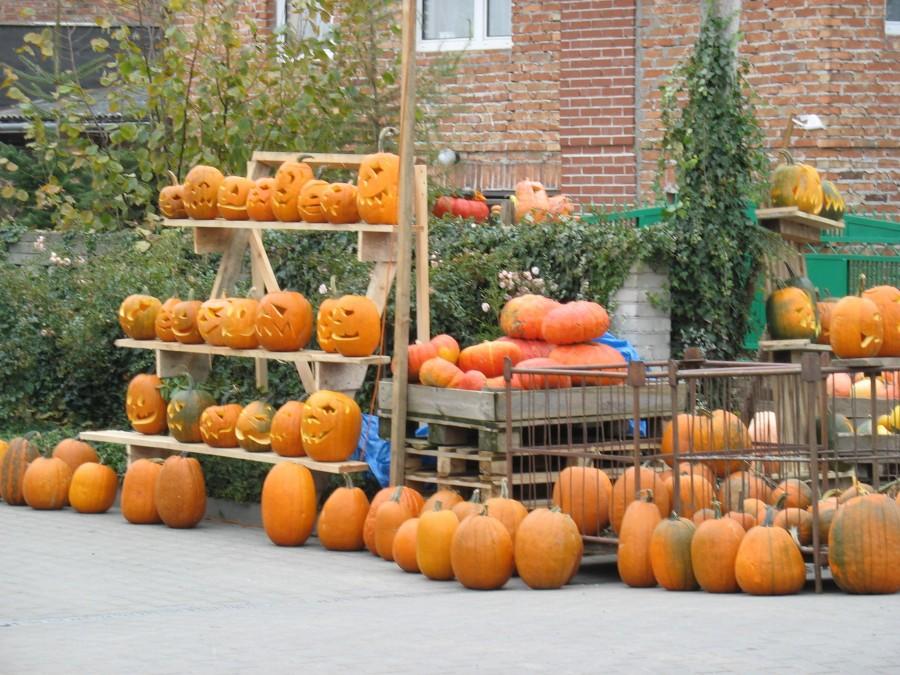 Lesznowola - dynie na Hallowe'en i na zupę.