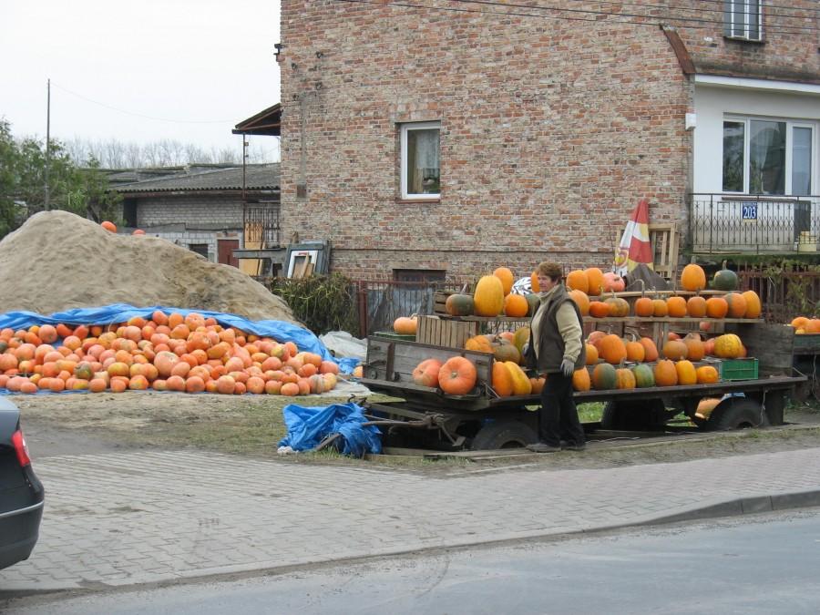 Lesznowola - dyń nie zabraknie !