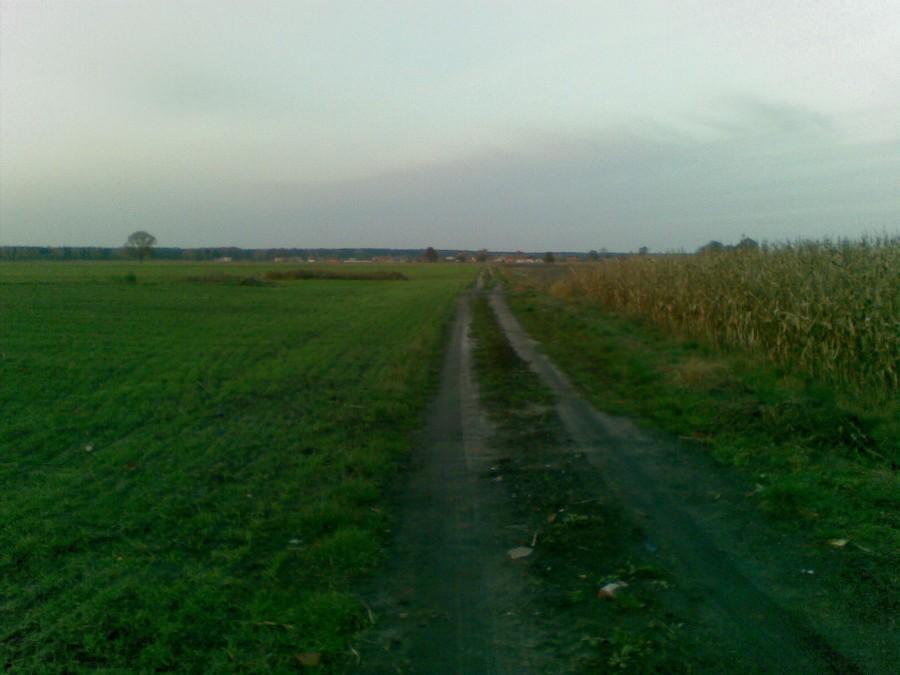 Polna droga ze Stawiszyna do Zbierska