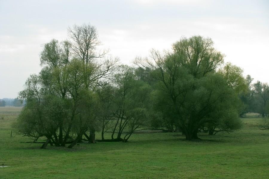 Jeszcze zielone!