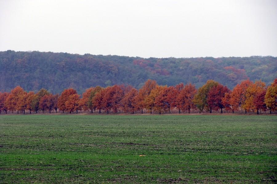 Kolorowa jesień