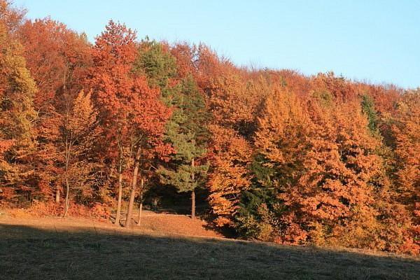 Las na Słonej Górze