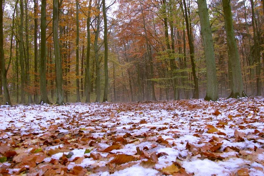 Między Żółtewią a Węgornikiem