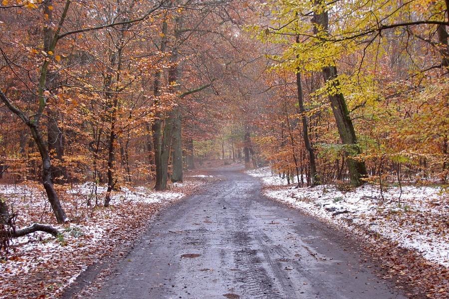 Na drodze z Węgornika do Tanowa