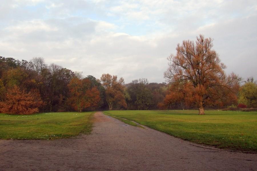 Polana w Lesie Arkońskim