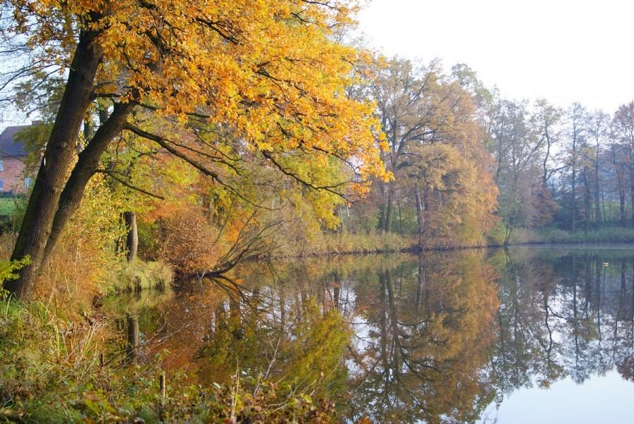 staw w Dankowicach