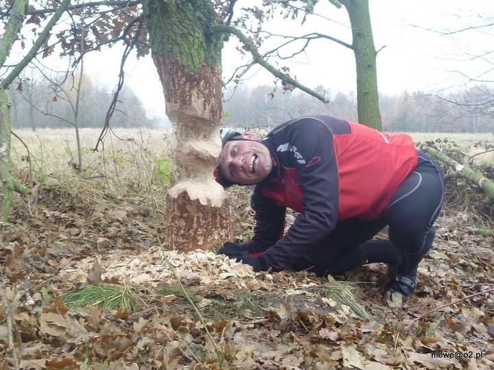 Widzieliśmy bobra w akcji :-)