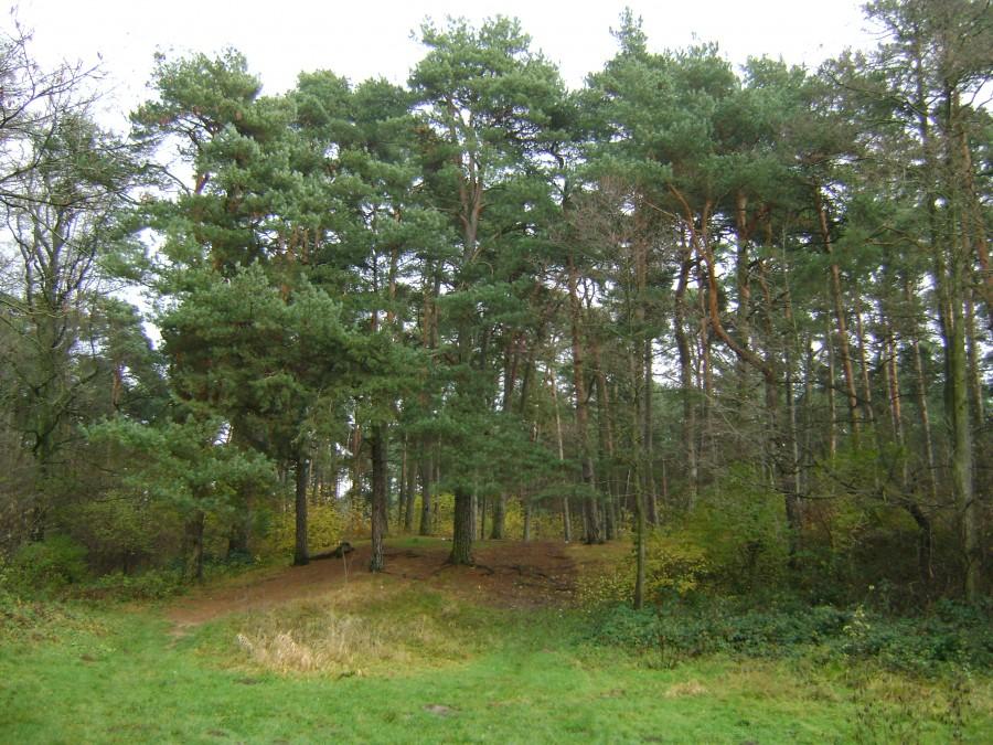 Lasy nad Luciążą