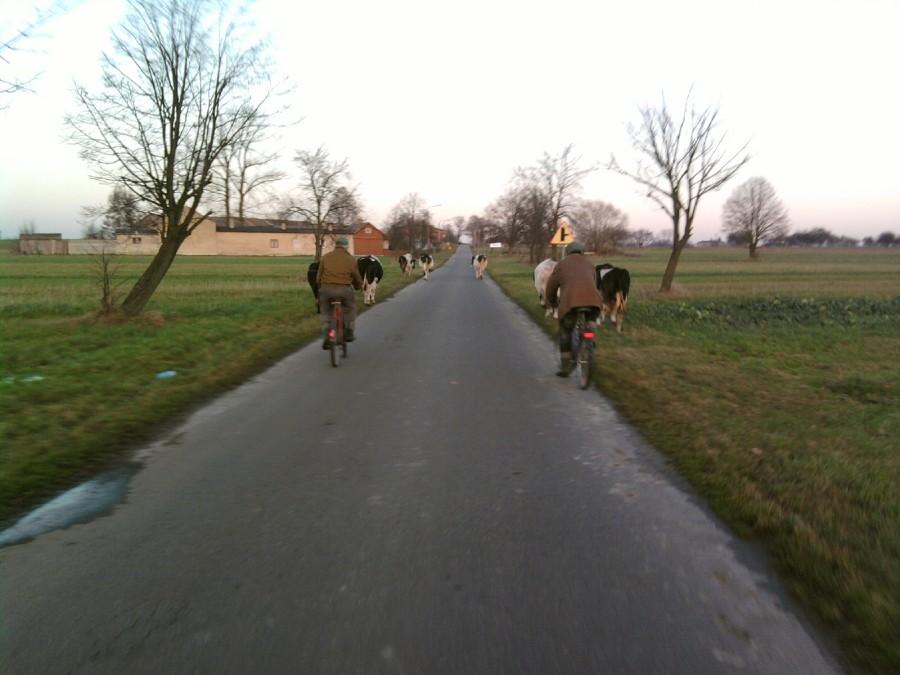 Patrol mleczny :)