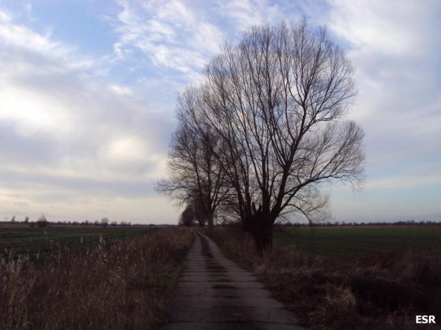 Przydrożne drzewa.