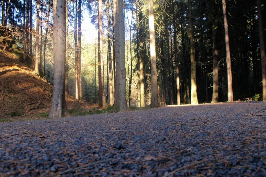 ścieżka
