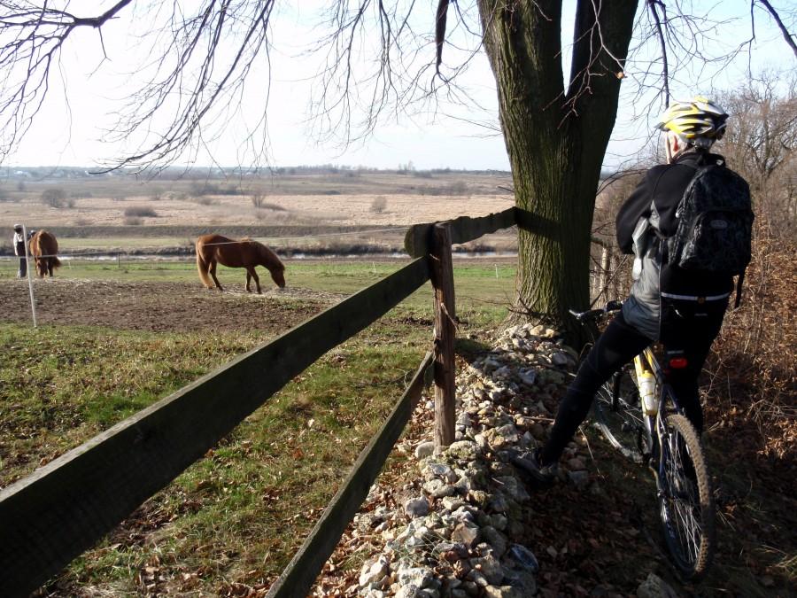 Pasą się konie nad Wartą