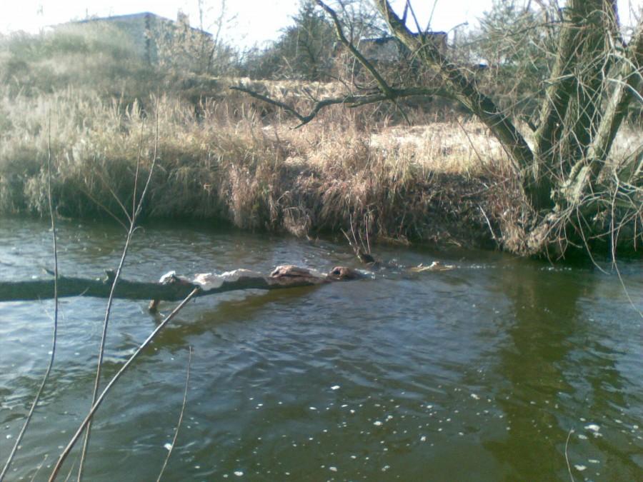 Obryzione drzewo