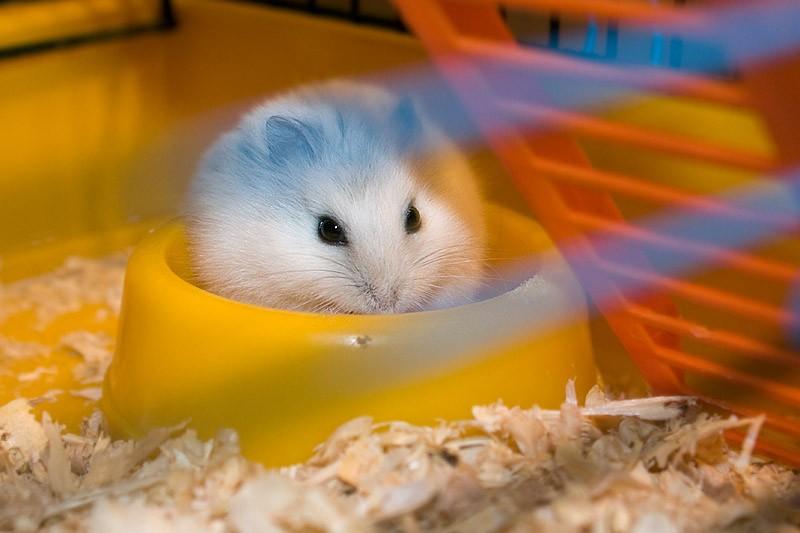 Hamster
