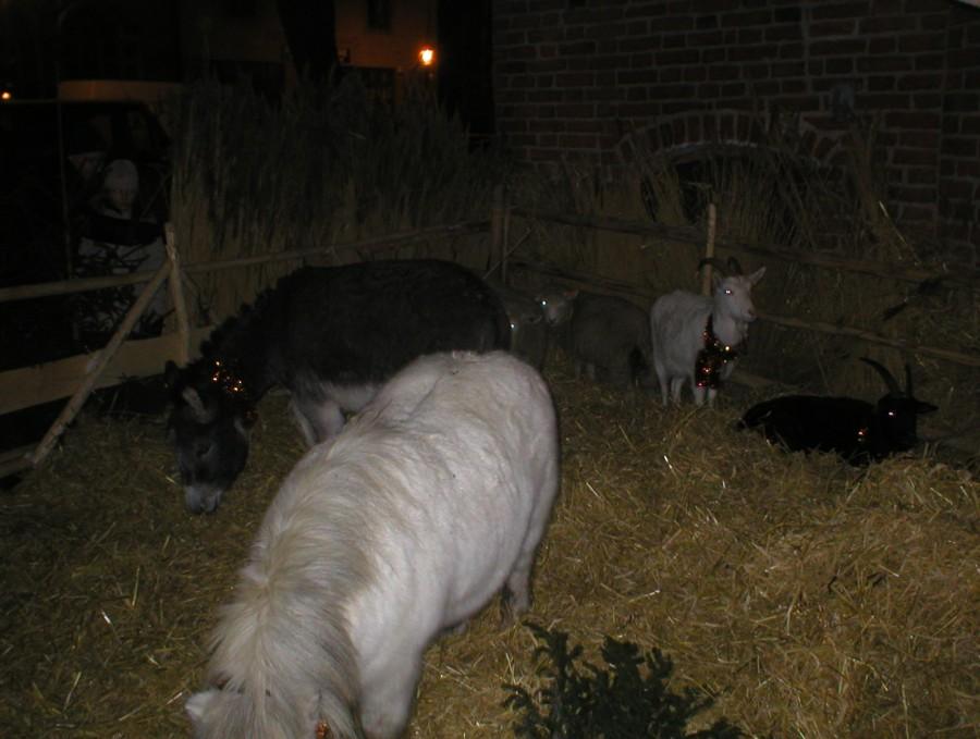 ELBLĄSKA SZOPKA 2009