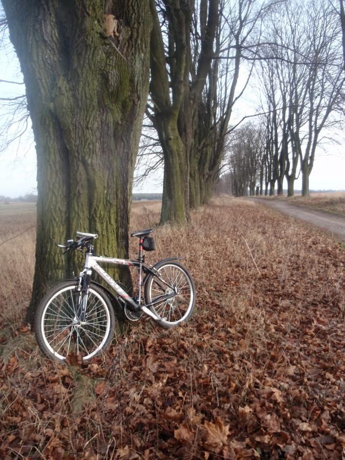 Aleja klonowa w Złotym Potoku