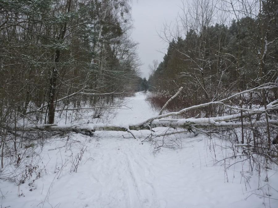 Kłody pod nogi