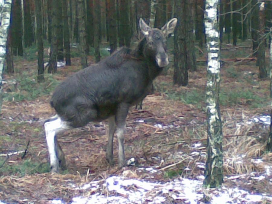 Sikająca klempa
