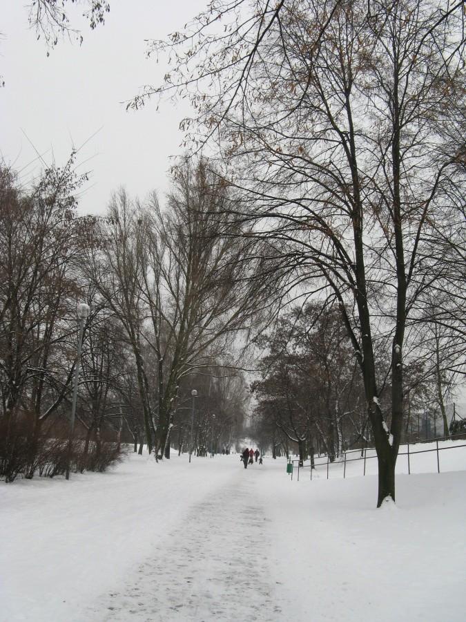 W Parku Hallera