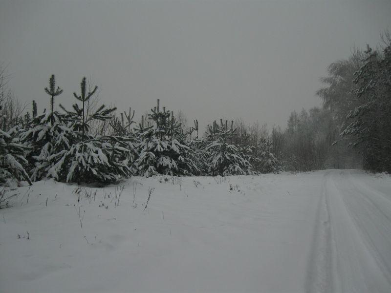 Ośnieżone drzewka.