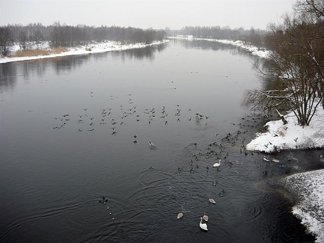 Narew - widok z mostu kolejowego