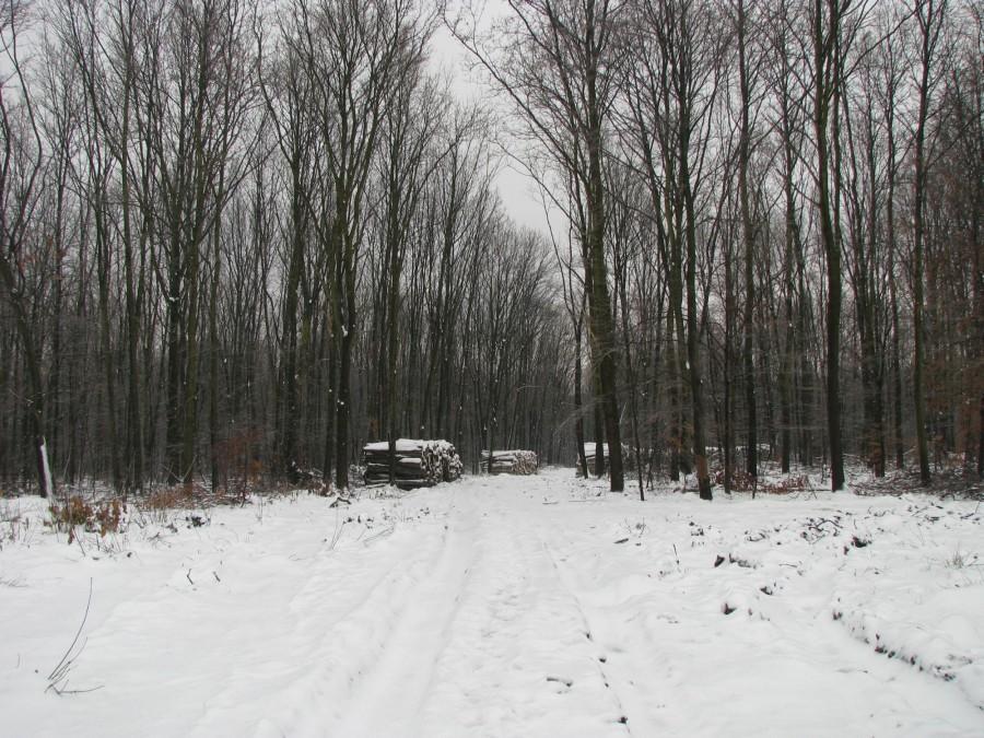Spadł śnieg