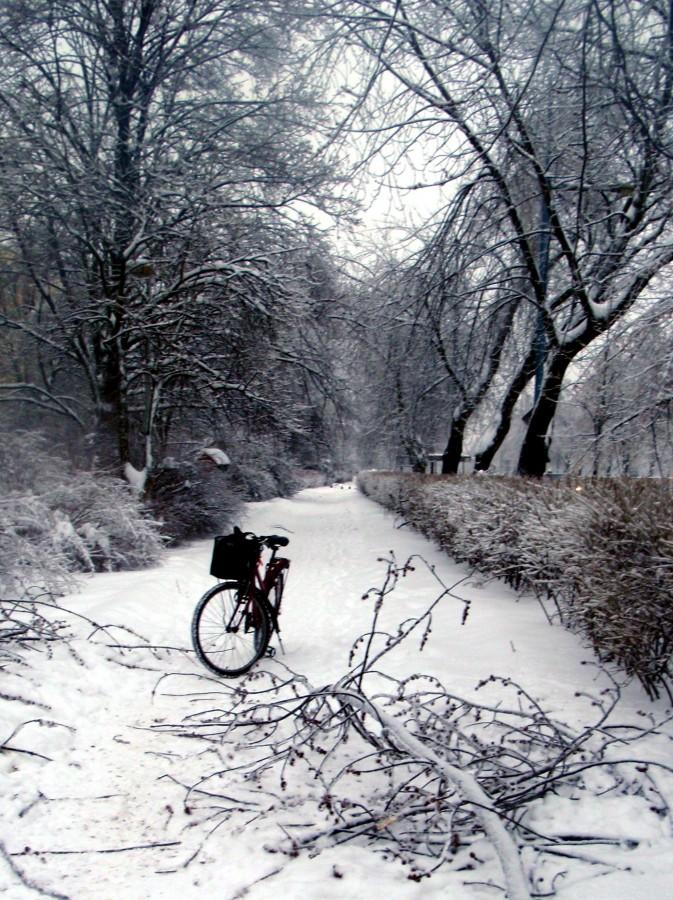 Połamane gałęzie na scieżce rowerowej