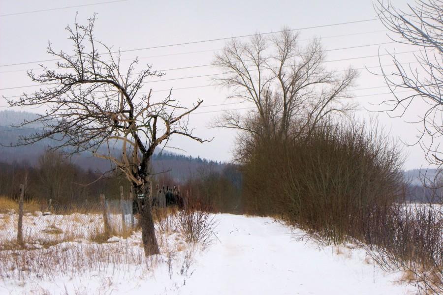 ścieżka