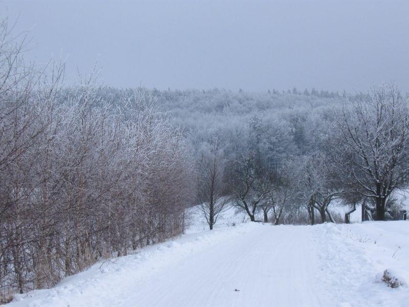 Przylasek.