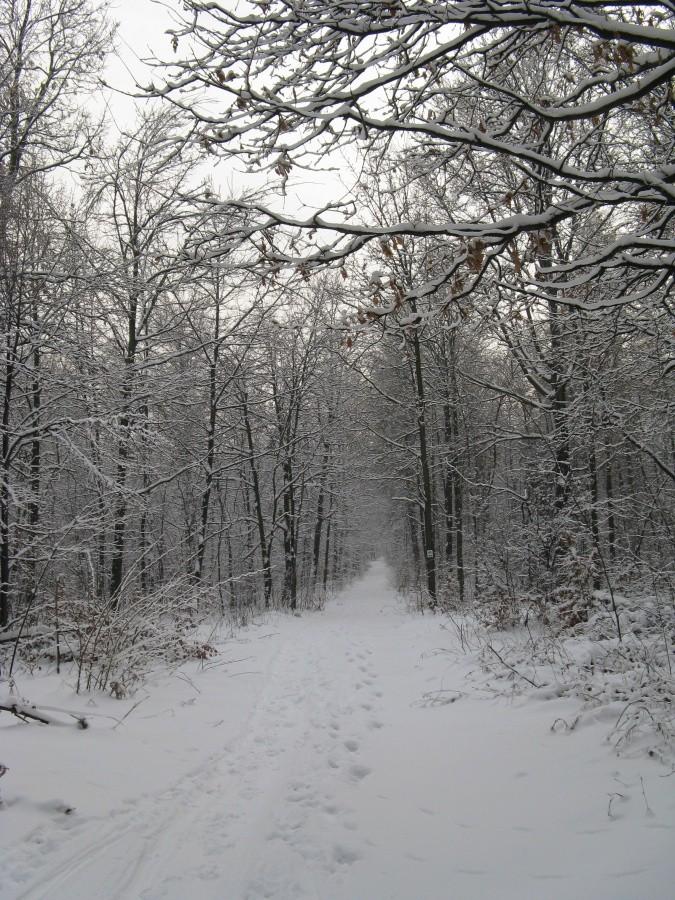 Ścieżka rowerowa
