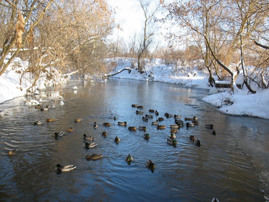 Jeziorka na granicy Chylic i Chyliczek