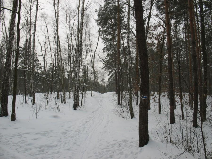 Las na płd. od Podkowy Leśnej
