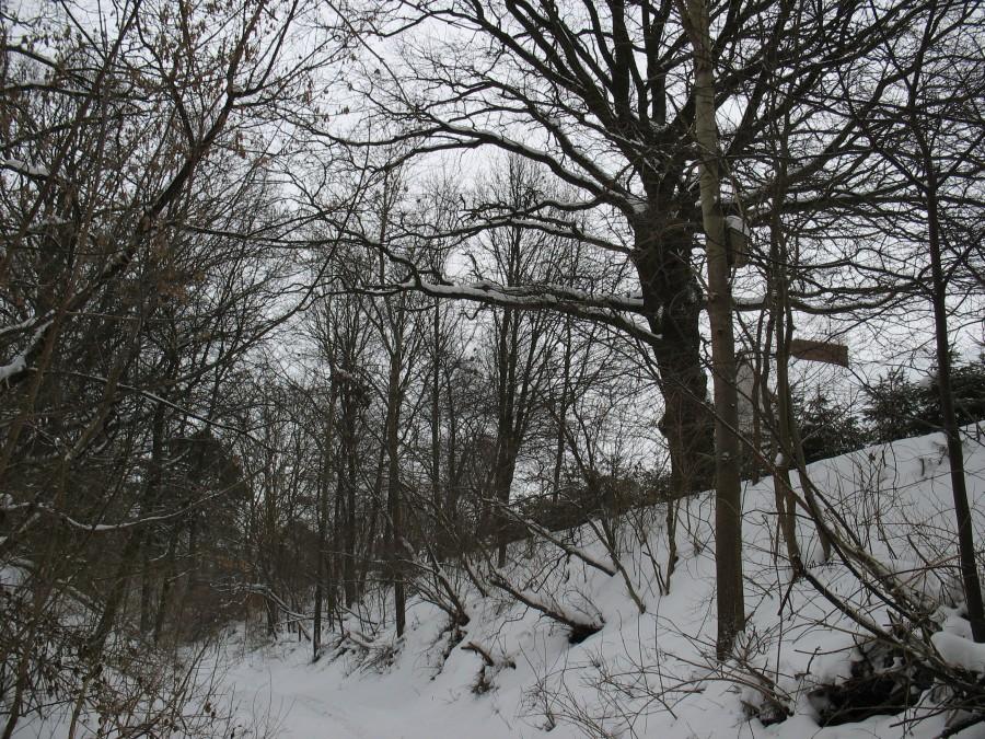 Kabaty - wąwóz