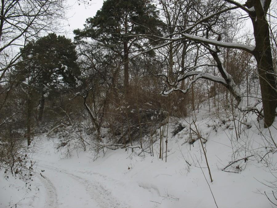 Kabaty - wąwóz