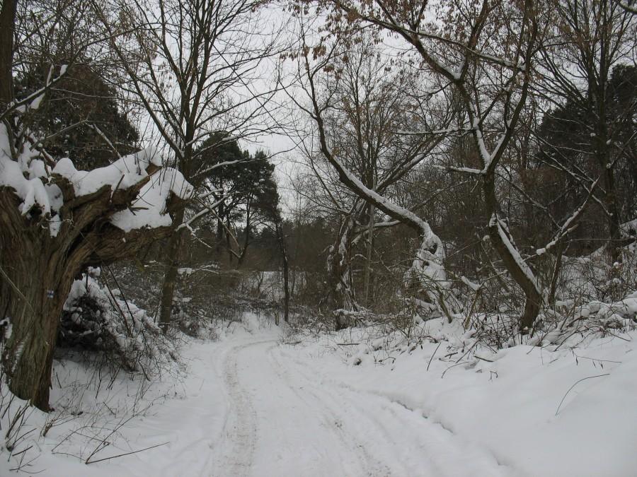 Kabaty - wąwóz