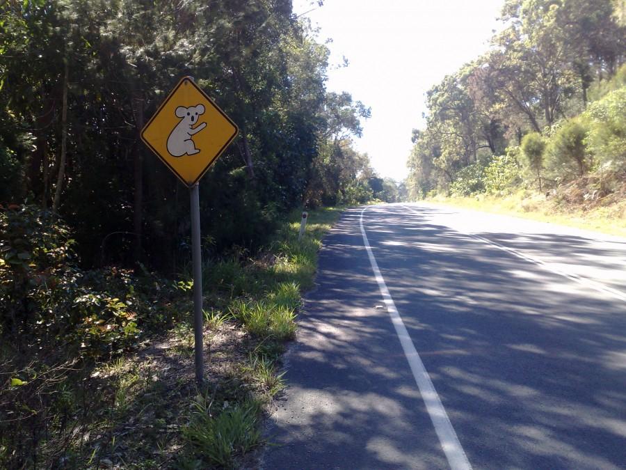 Uważaj na koale [North Stradbroke Island, QLD, Australia]