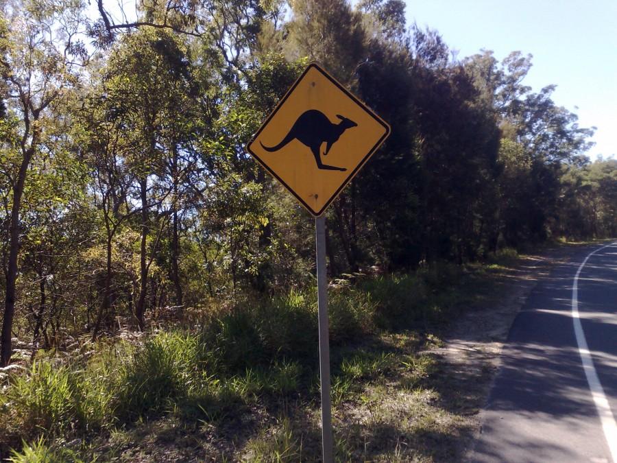 Uważaj na kangura [North Stradbroke Island, QLD, Australia]