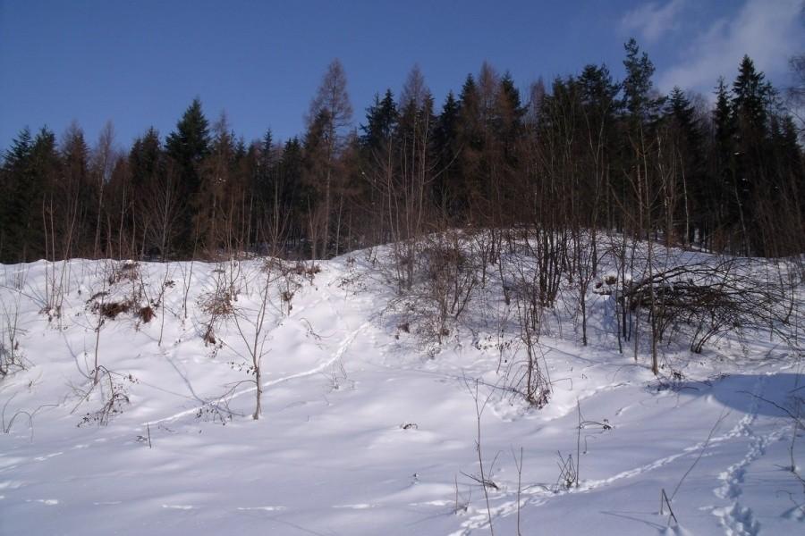 Widoczek