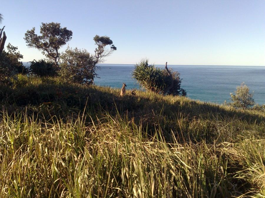 Kangur [North Stradbroke Island, QLD, Australia]