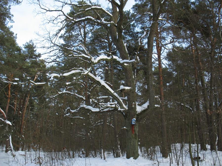 Zaborów Leśny - pomnikowy dąb