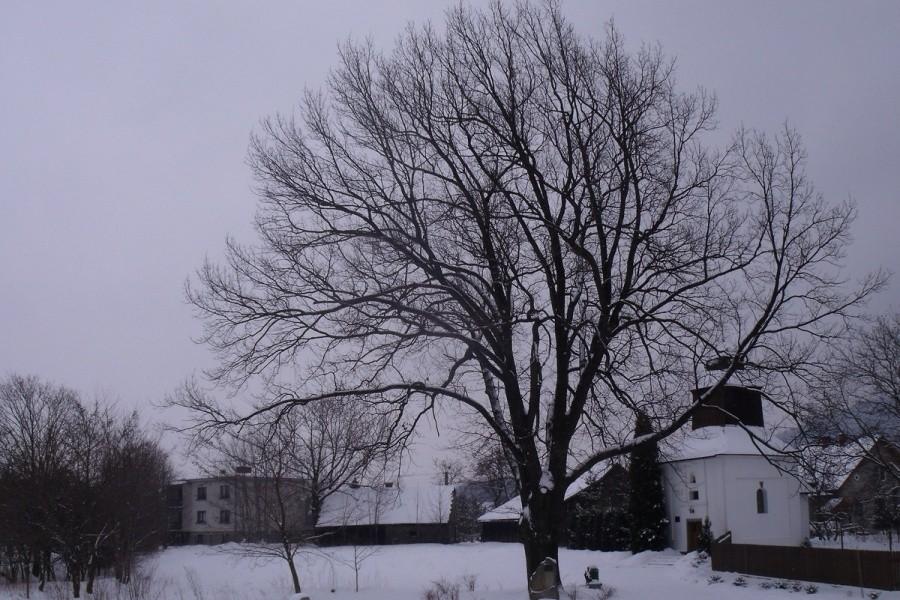 Dąb Wolności w Porąbce