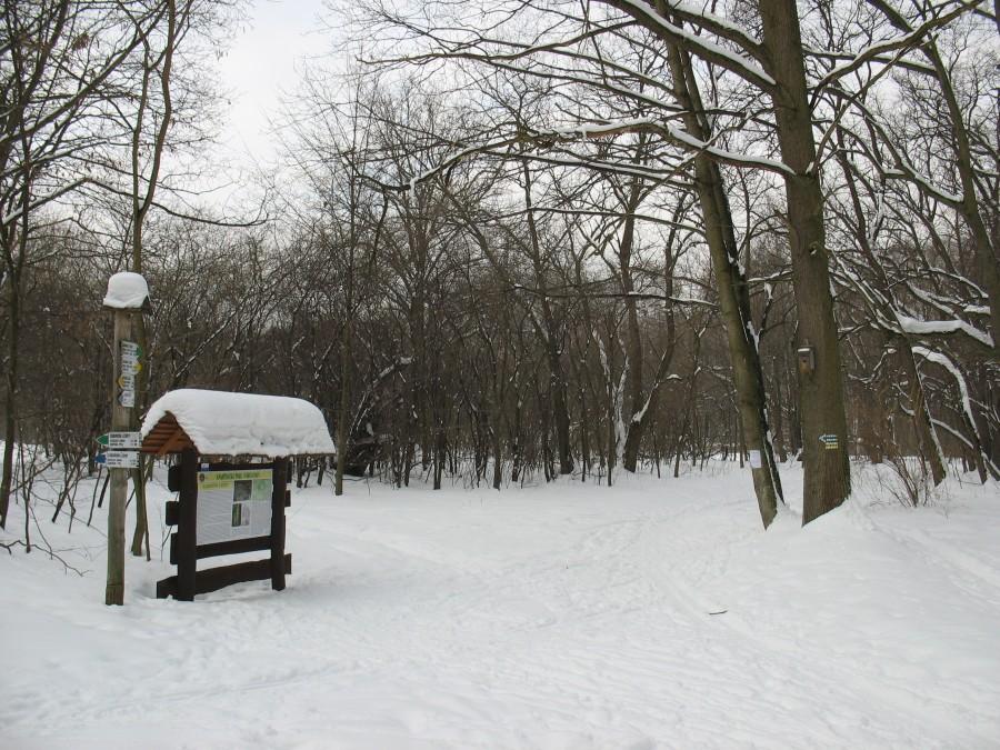 Zaborów Leśny