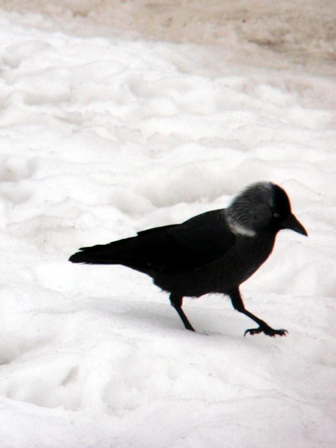 Ptok