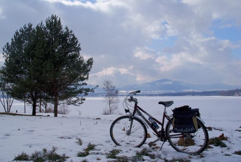 Pancernik podziwia widoki