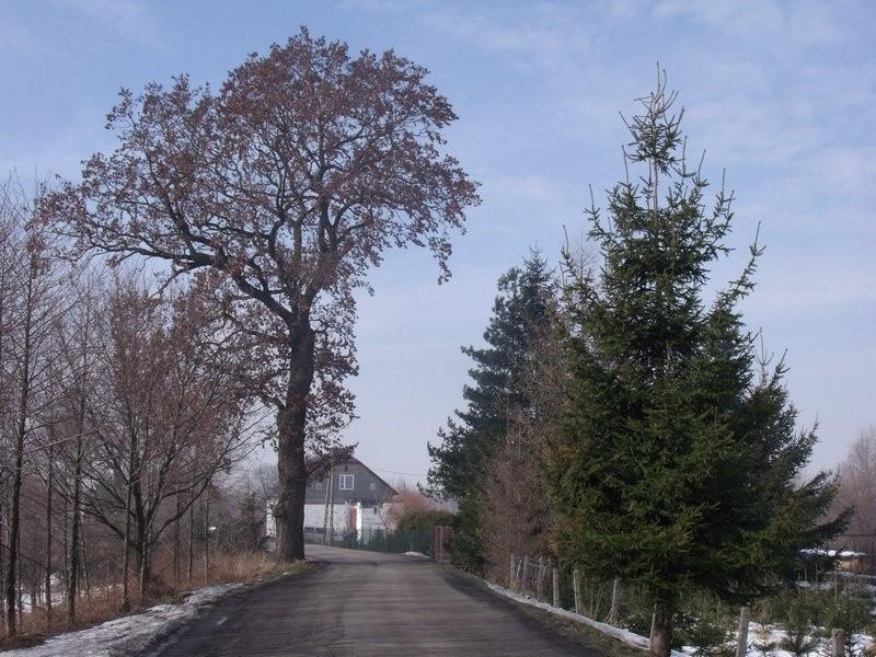 drzewo