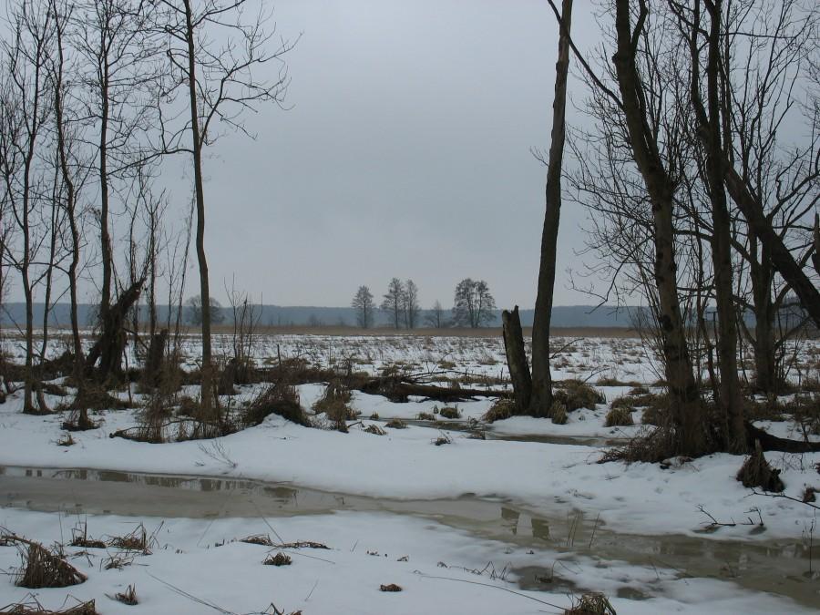 Łąki nad Kanałem Zaborowskim