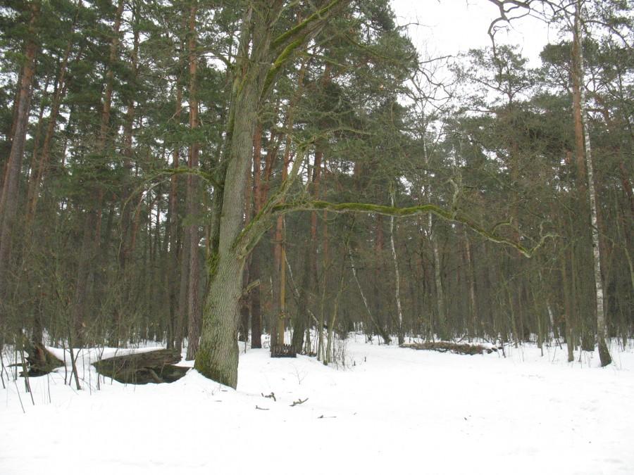 Stary Dąb Debelski